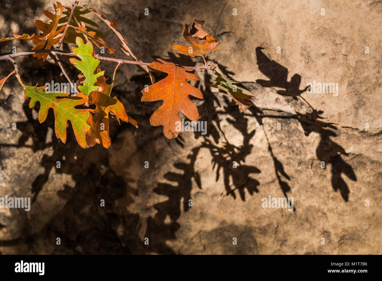 Autunno Gambel Oak, Quercus gambelii, foglie e ombre all'interno di Salt Creek Canyon nel distretto di aghi del Parco Nazionale di Canyonlands, Utah, Stati Uniti d'America Foto Stock
