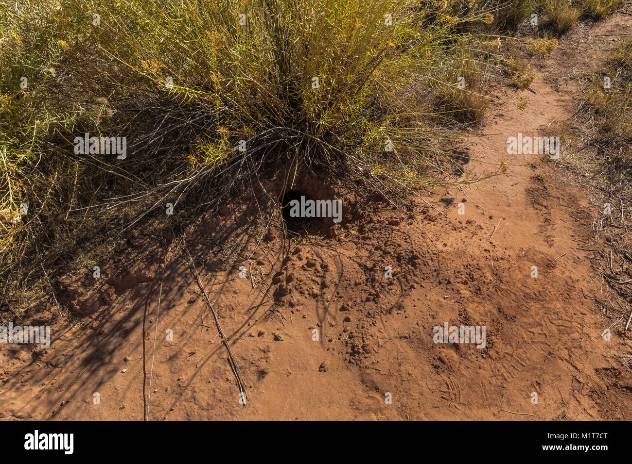 Burrow roditore lungo il sentiero attraverso il Salt Creek Canyon nel distretto di aghi del Parco Nazionale di Canyonlands, Utah, Stati Uniti d'America Foto Stock