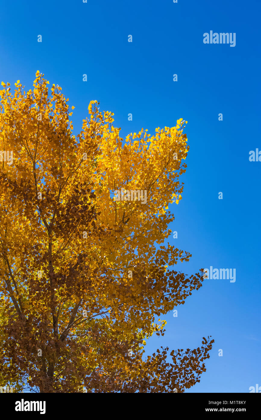 Fremont pioppi neri americani, Populus fremontii, nel colore di autunno in Salt Creek Canyon nel distretto di aghi del Parco Nazionale di Canyonlands, Utah, Stati Uniti d'America Foto Stock