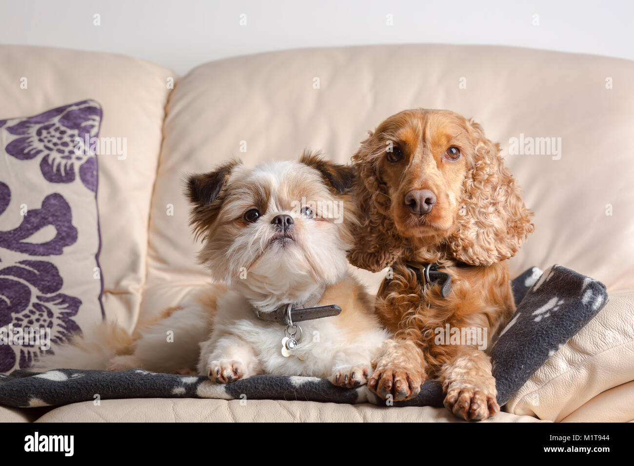 Adorabili, accogliente pet ritratto di Pomerania Shih Tzu & Rosso Cocker Spaniel, seduti insieme sul divano di pelle in casa di famiglia. Meglio di amici. Amici di Canino. Foto Stock