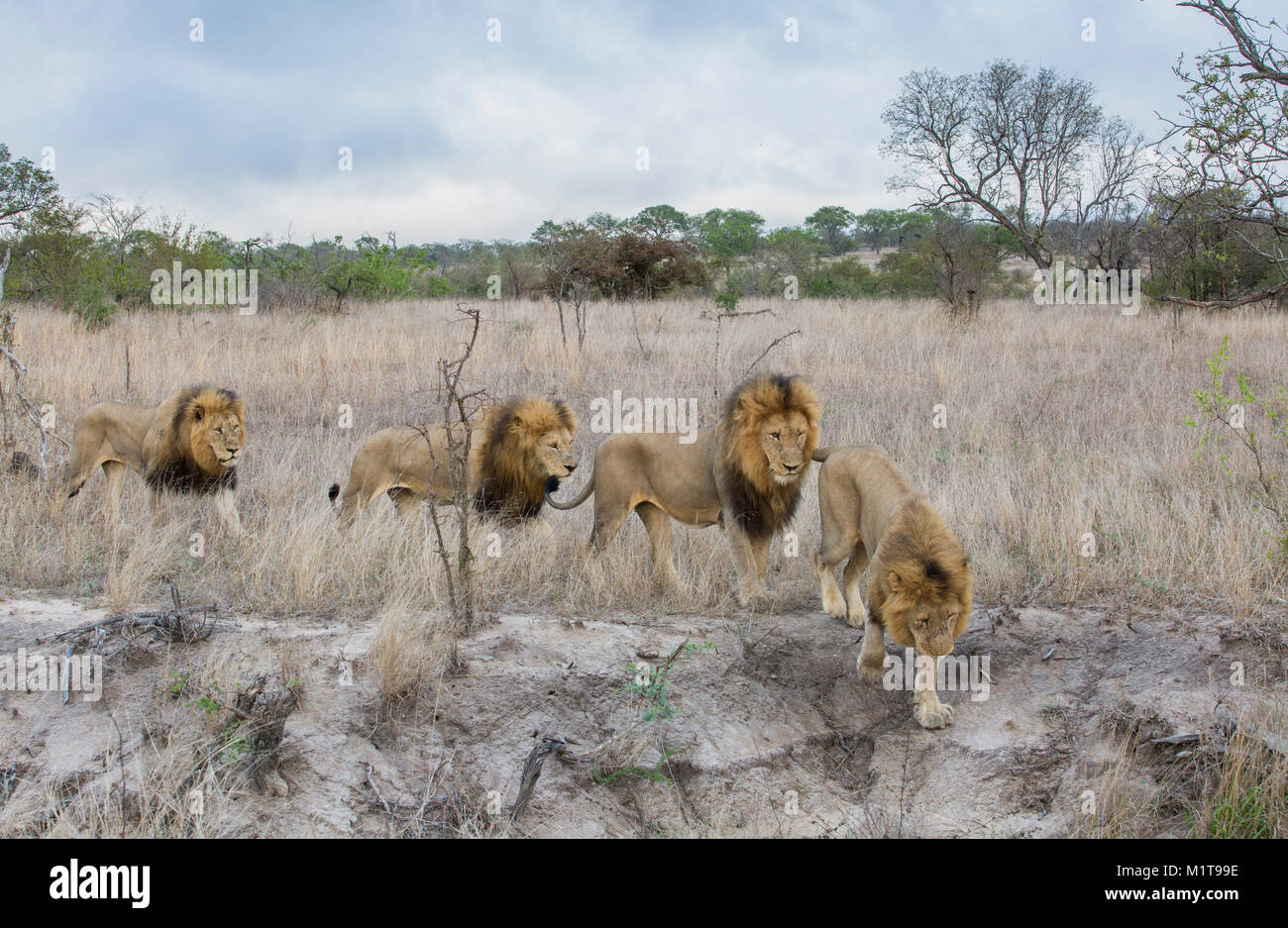 Vista panoramica di un maschio di leoni (Panthera leo) con un grande nero manes in piedi grazie a open veld Foto Stock