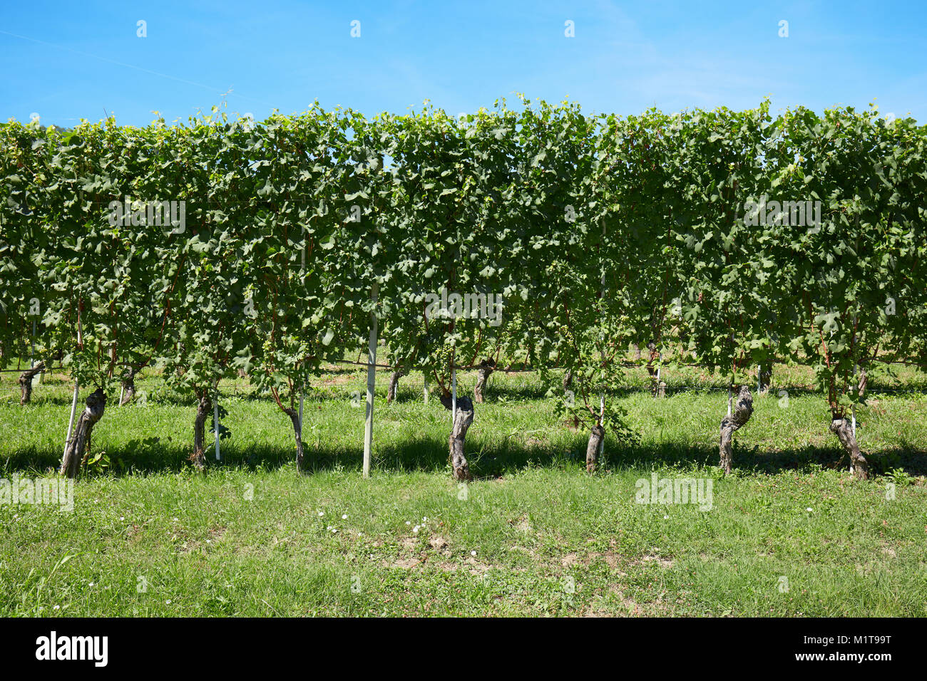 Vigneto, di piante di vite e cielo blu in una giornata di sole Foto Stock