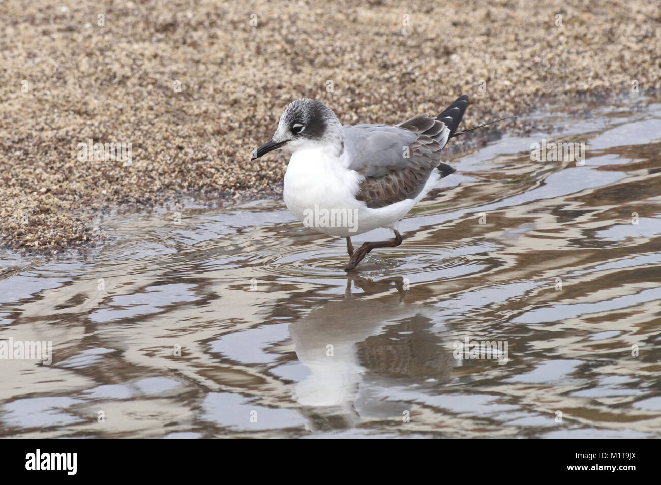 Franklin's gabbiano (Leucophaeus pipixcan) sulla sabbiosa spiaggia di Puerto Baquerizo Moreno. Questa visita di gabbiano è in non-allevamento piumaggio. Puerto Baquerizo Foto Stock