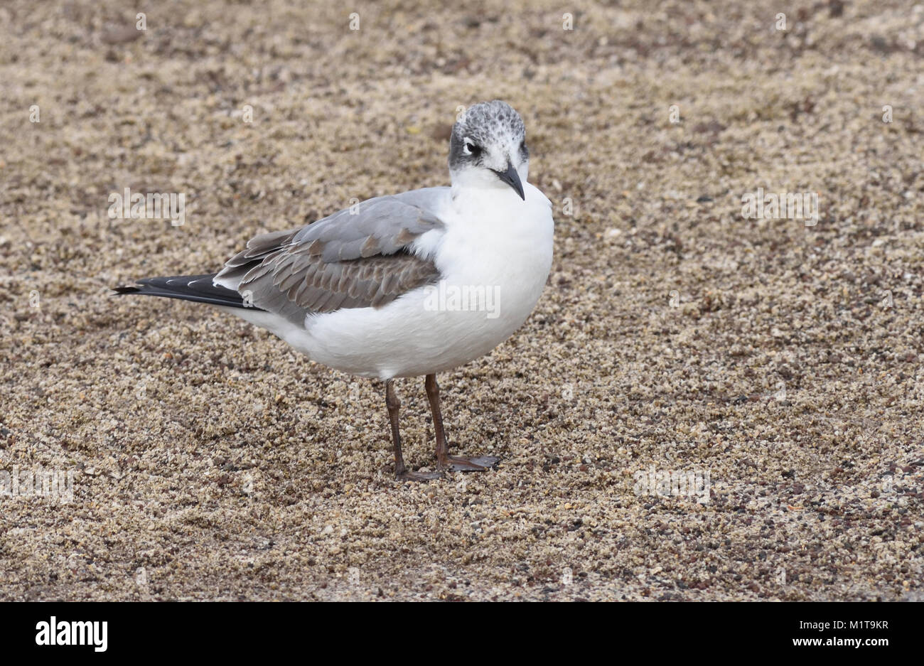 Franklin's gabbiano (Leucophaeus pipixcan) sulla sabbiosa spiaggia di Puerto Baquerizo Moreno. Questa visita di gabbiano è in non-allevamento piumaggio. Puerto Baquerizo Foto Stock