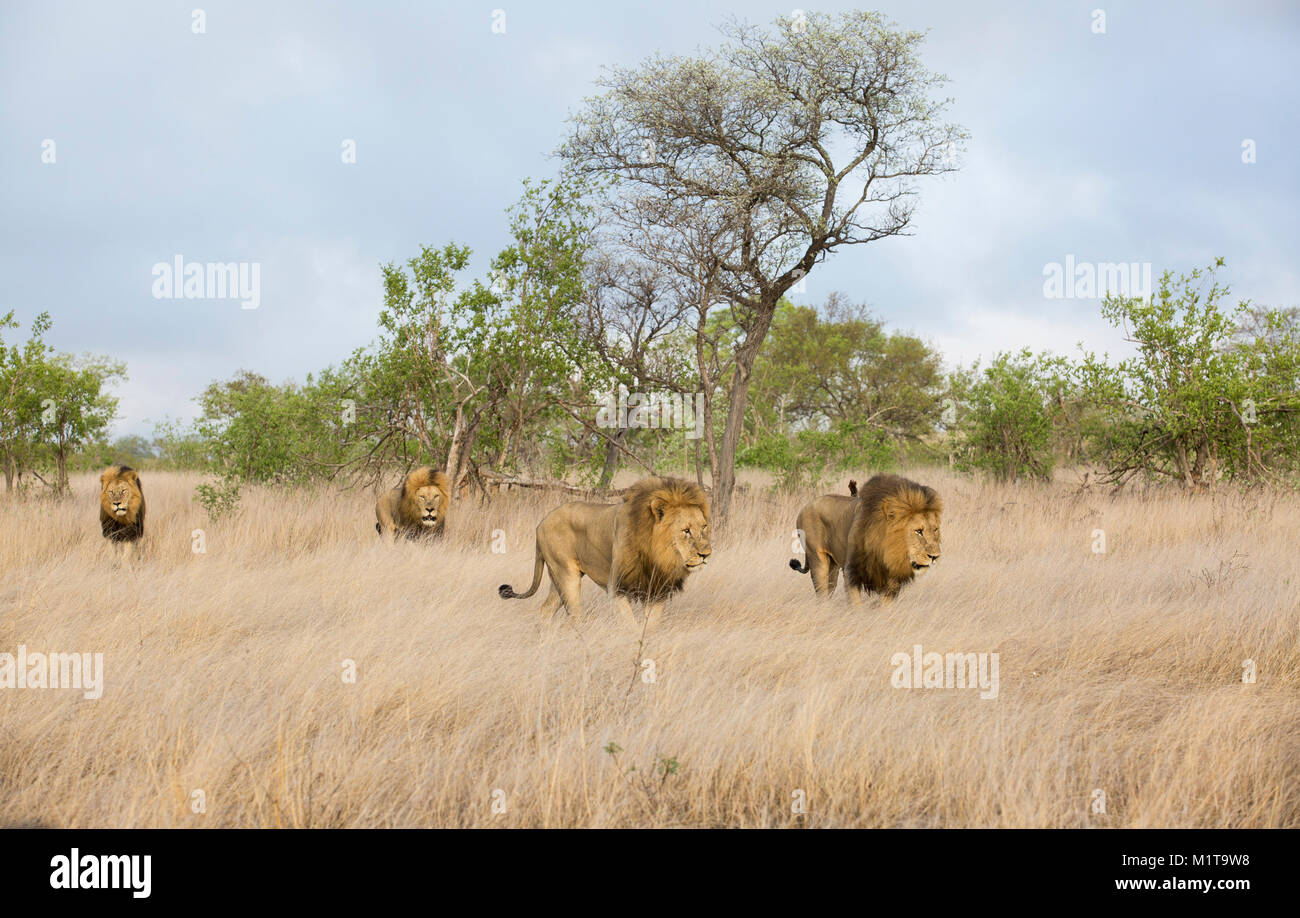 Vista panoramica dei maschi di leoni (Panthera leo) con un grande nero manes in piedi grazie a open veld Foto Stock