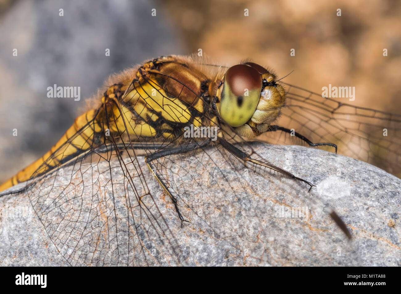 Comune Femmina Darter Dragonfly (Sympetrum striolatum) appoggiato su una pietra. Cahir, Tipperary, Irlanda. Foto Stock