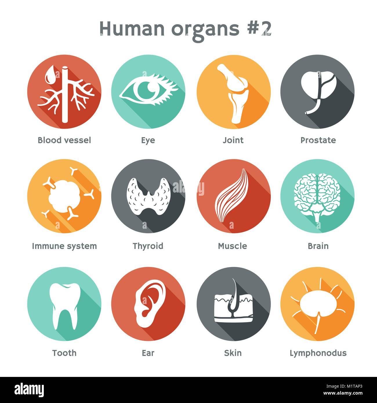 Vettore icone rotonde di organi umani come la pelle, il cervello e il sistema sanguigno. Design piatto Illustrazione Vettoriale