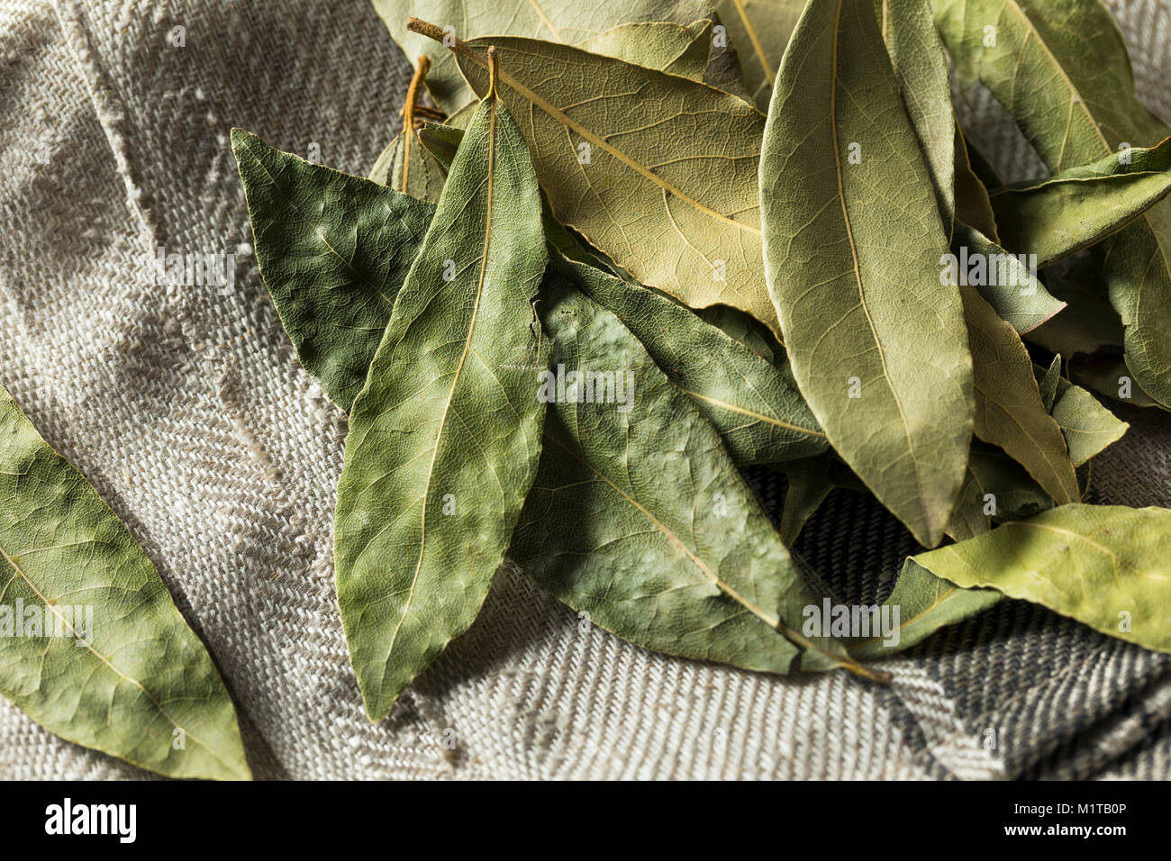 Materie organico secco foglie di alloro pronto per l'uso Foto Stock