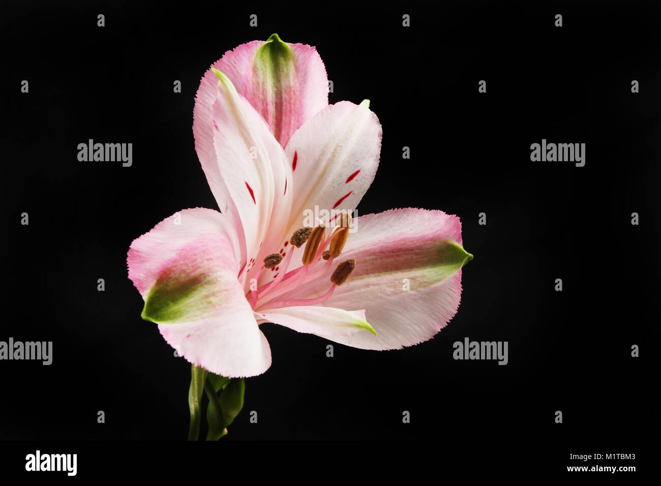 Alstroemeria flower isolata contro il nero Foto Stock