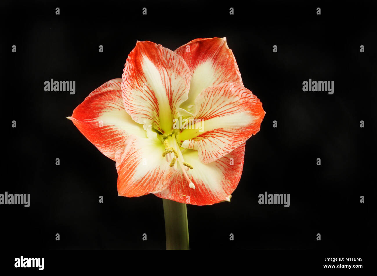 Amaryllis flower isolata contro il nero Foto Stock