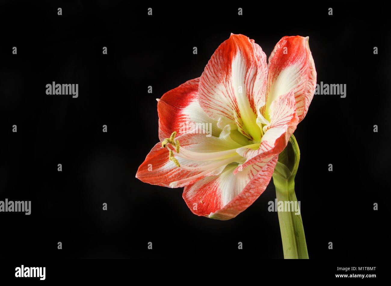 Amaryllis flower isolata contro il nero Foto Stock