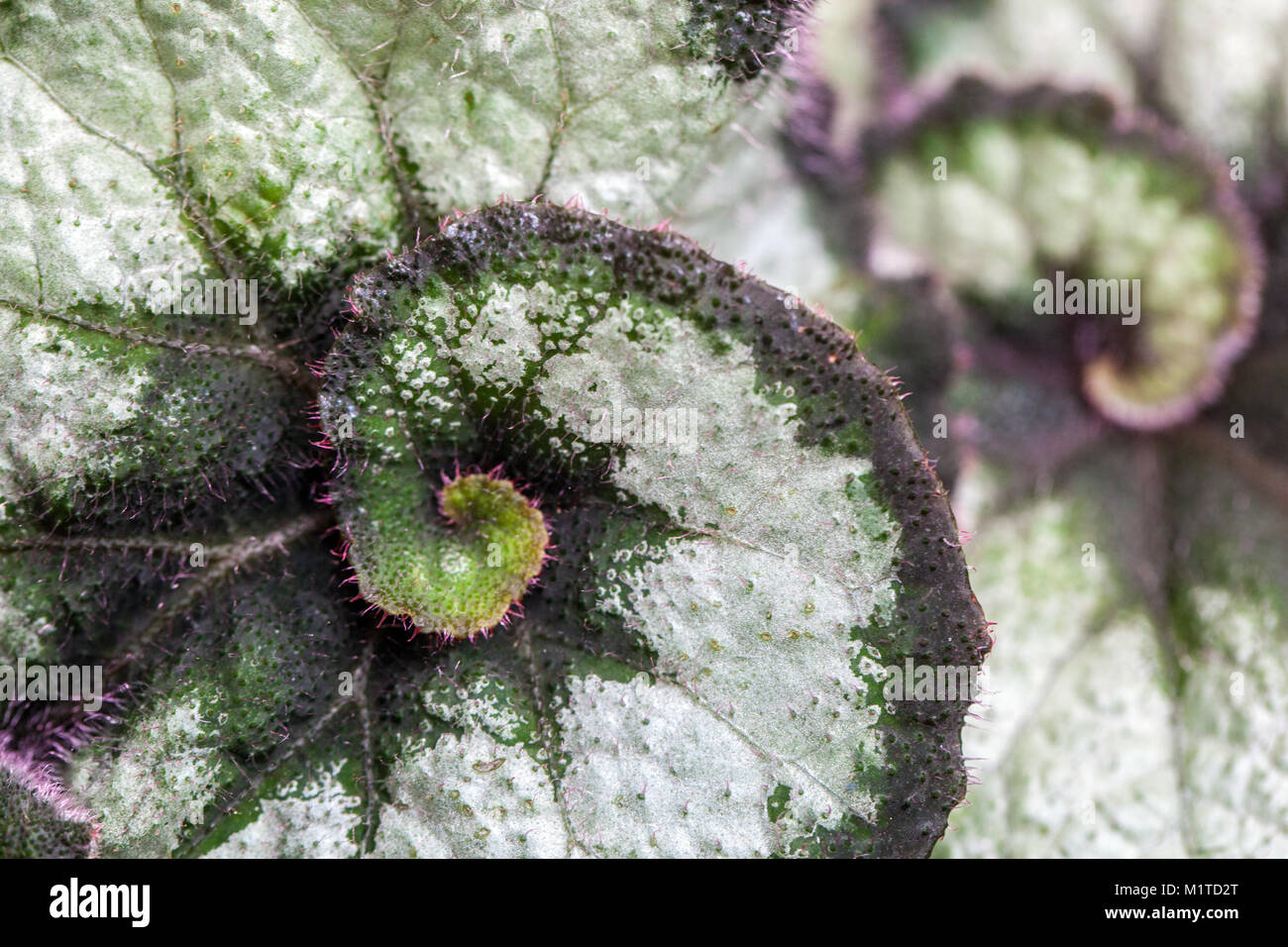 Begonia rex foglio astratto, foglie di begonia Foto Stock