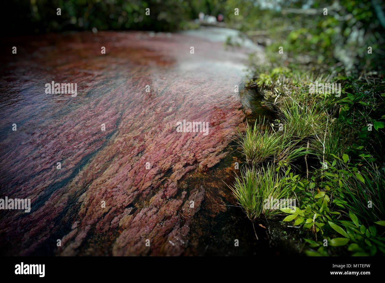 Sierra de la Macarena National Park, Colombia. Foto Stock