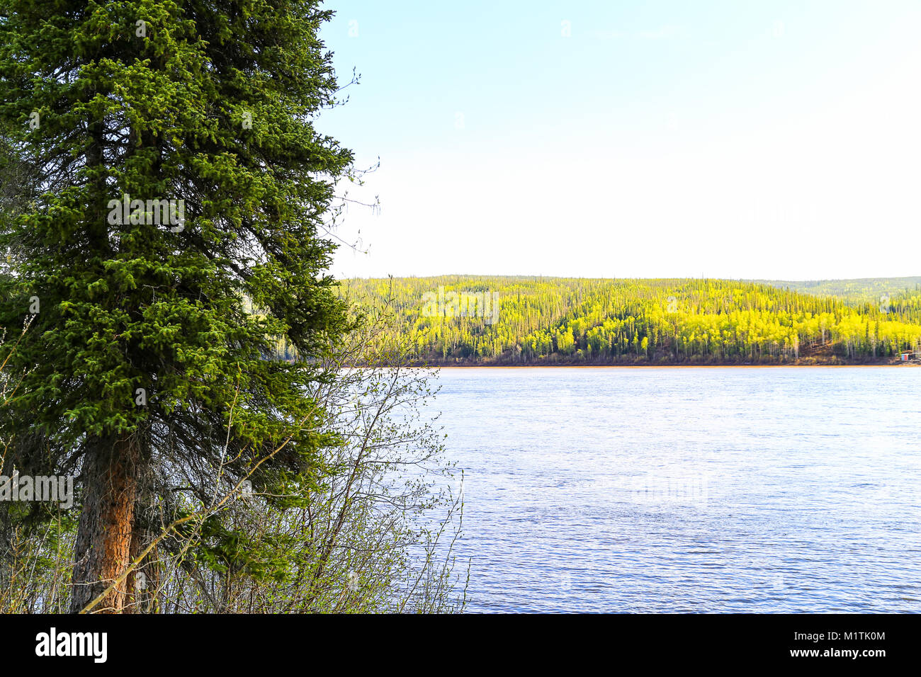 Il fiume di Yukon nel deserto di Alaska, Stati Uniti d'America, vicino al fiume di Yukon Camp Foto Stock