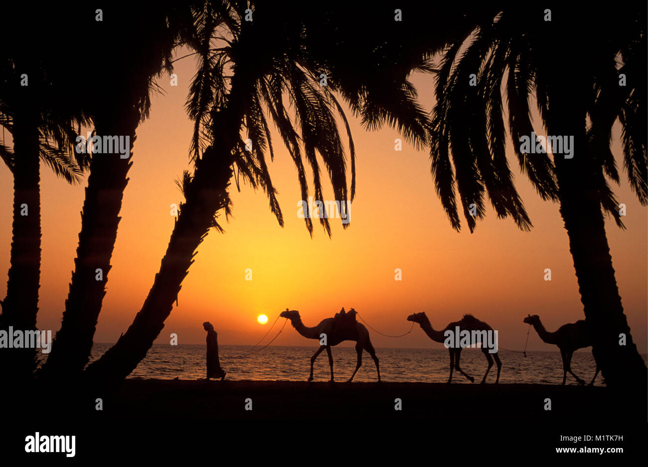 Egitto, Dahab. Mar Rosso. Nel deserto del Sinai. Beduino con i suoi cammelli. Palme. Sunrise. Foto Stock