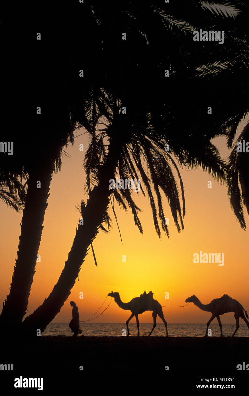 Egitto, Dahab. Mar Rosso, nel deserto del Sinai. Uomo beduini e cammelli. Palme. Foto Stock