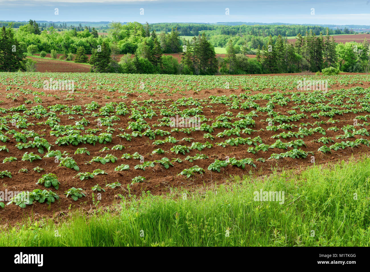 Filari di piante di patate in nelle zone rurali di Prince Edward Island, Canada. Foto Stock