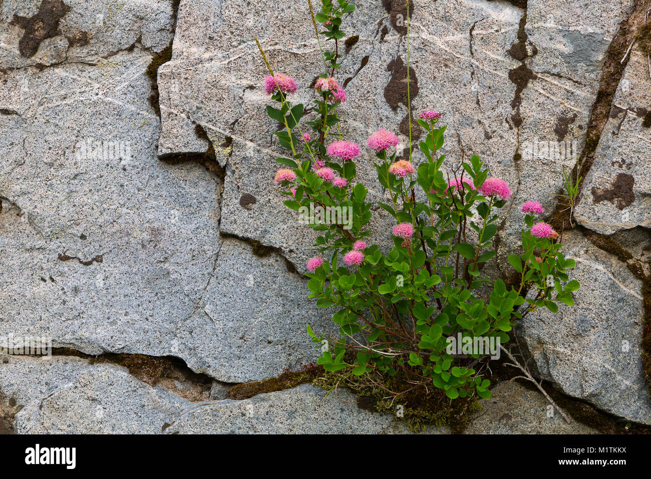 Rosy Spirea (Spiraea splendens) cresce su di una scogliera a Mount Rainier National Park. Washington, Stati Uniti d'America Foto Stock
