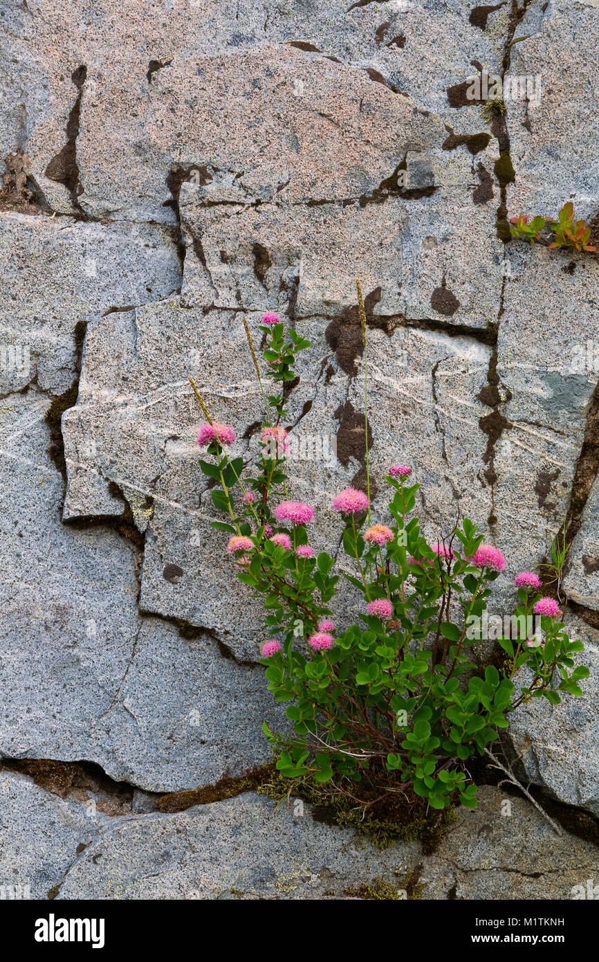 Rosy Spirea (Spiraea splendens) cresce su di una scogliera a Mount Rainier National Park. Washington, Stati Uniti d'America Foto Stock