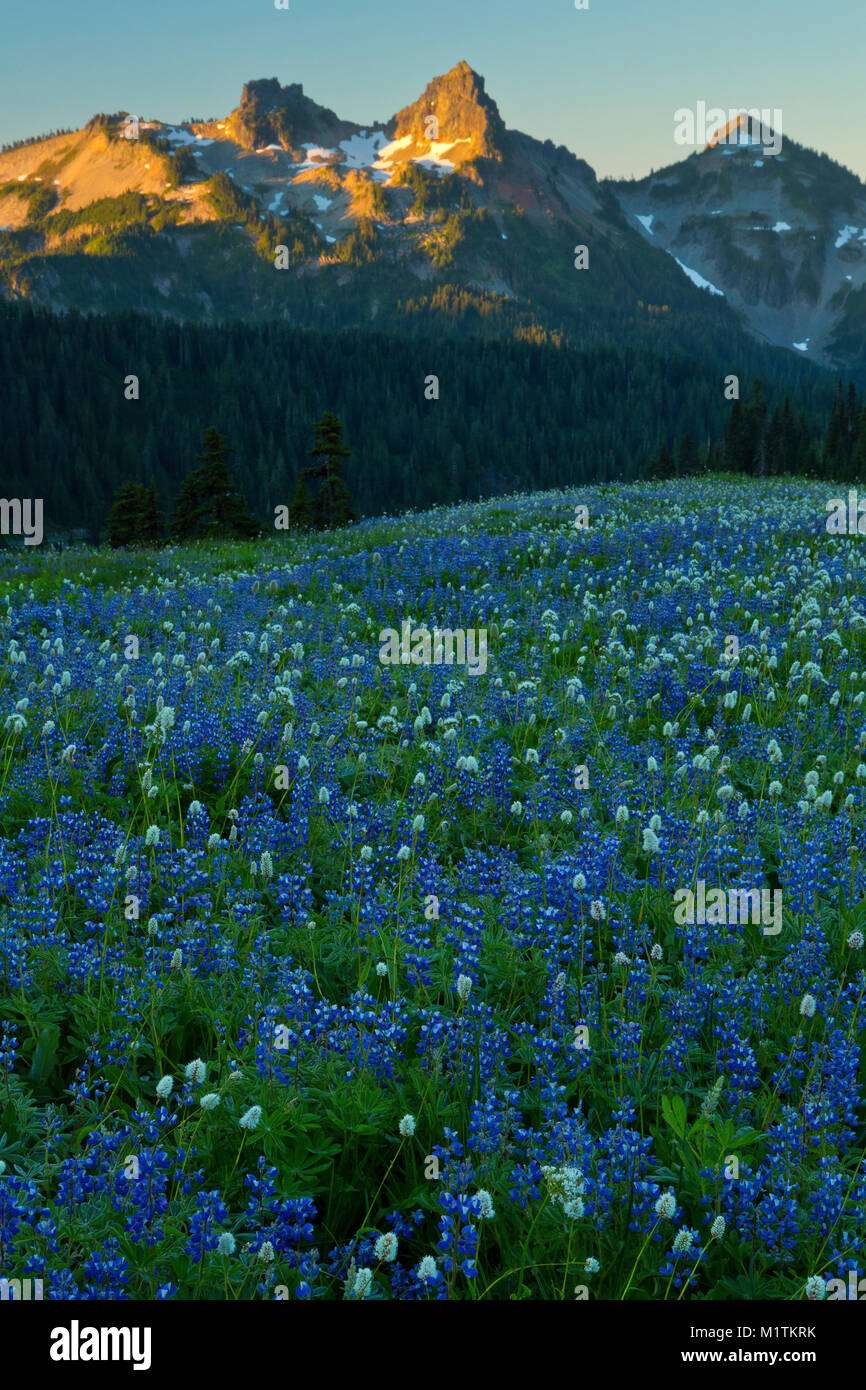 Di lupino, bistort e la valeriana fiorisce in un prato di Paradiso di Mount Rainier National Park in estate con la gamma Tatoosh nella distanza. Washingto Foto Stock