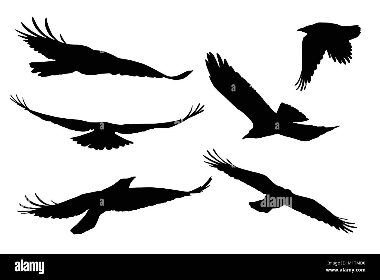 Set di vettore realistico sagome di uccelli in volo, isolato su sfondo bianco Illustrazione Vettoriale
