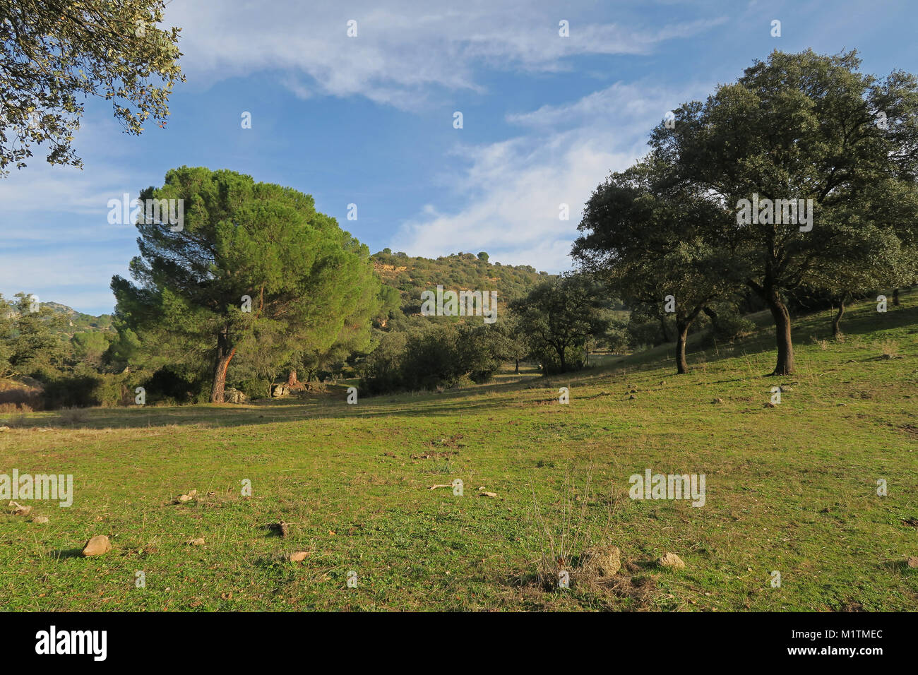 Vista di leggero pendio boschivo Parque Natural Sierra de Andujar, Jaen, Spagna gennaio Foto Stock