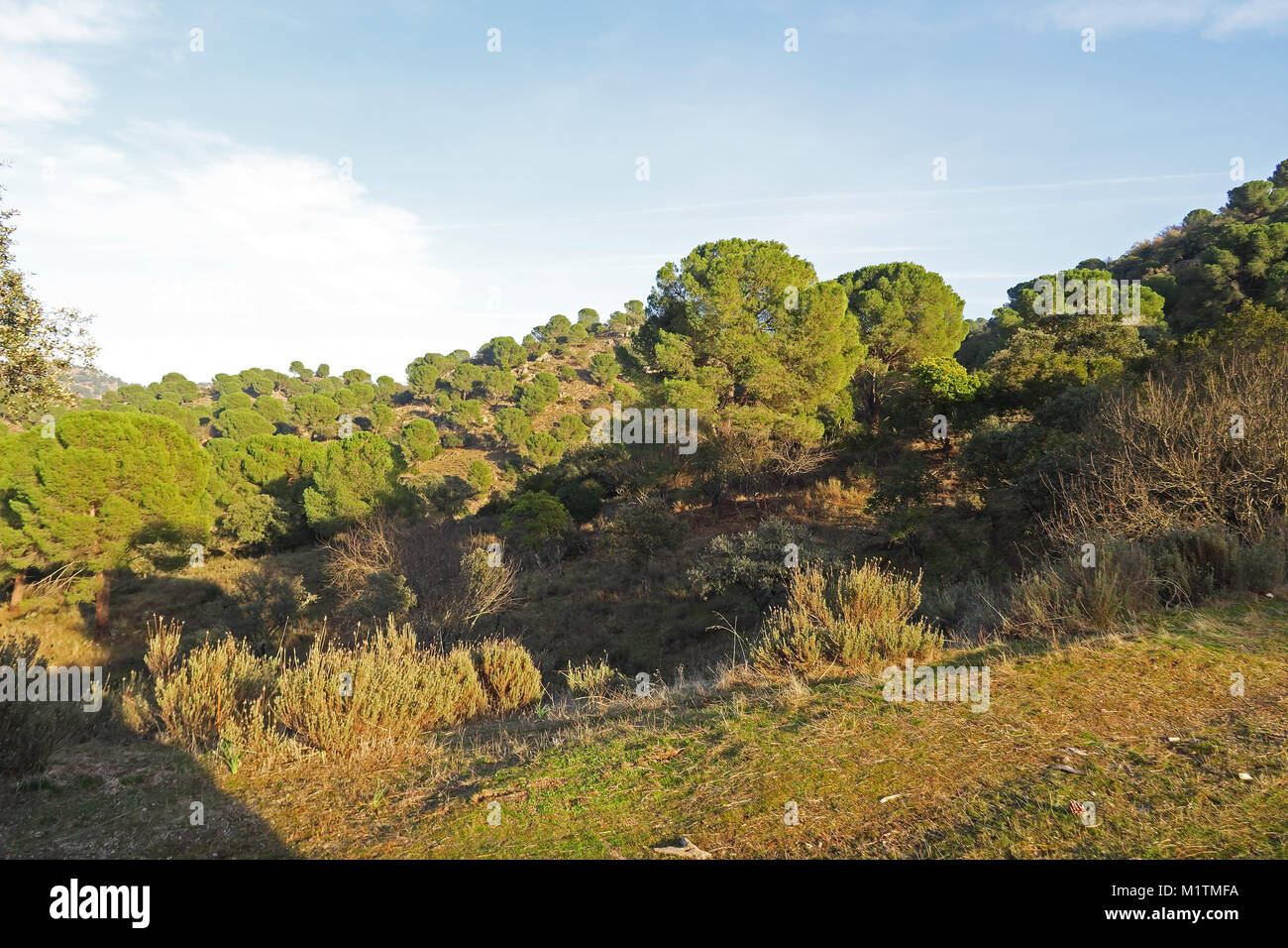 Vista di leggero pendio boschivo Parque Natural Sierra de Andujar, Jaen, Spagna gennaio Foto Stock