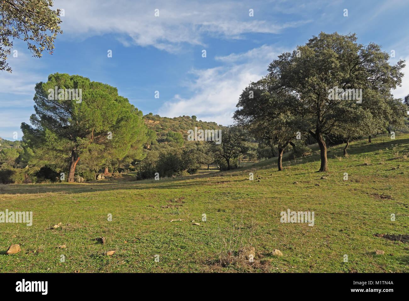 Vista di leggero pendio boschivo Parque Natural Sierra de Andujar, Jaen, Spagna gennaio Foto Stock
