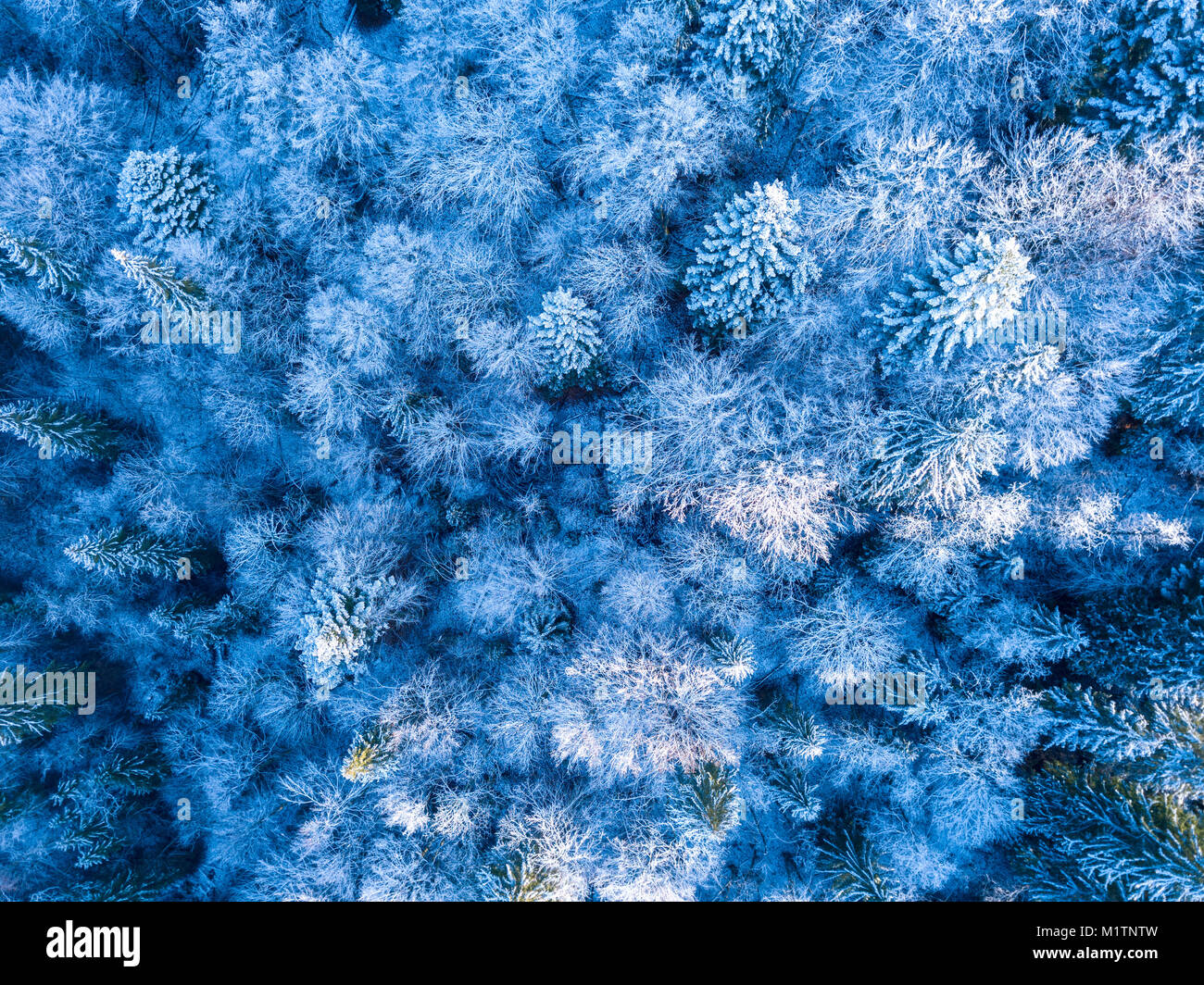 Selvagge foreste di abete rosso all'inizio dell'inverno. Rime e neve sui rami. Vista superiore verticalmente verso il basso Foto Stock