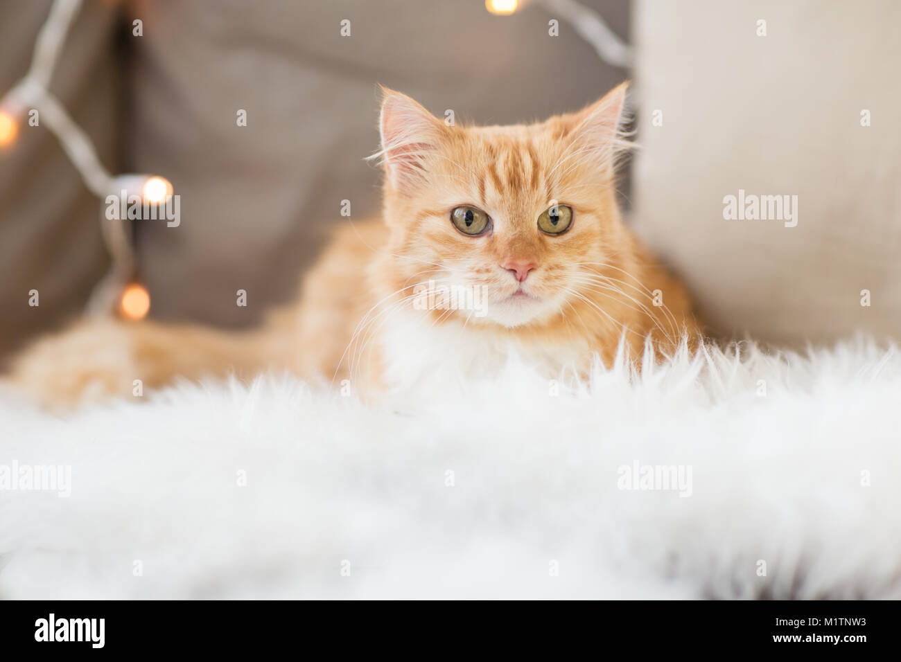 Rosso tabby gatto sul divano di pelle di pecora a casa Foto Stock