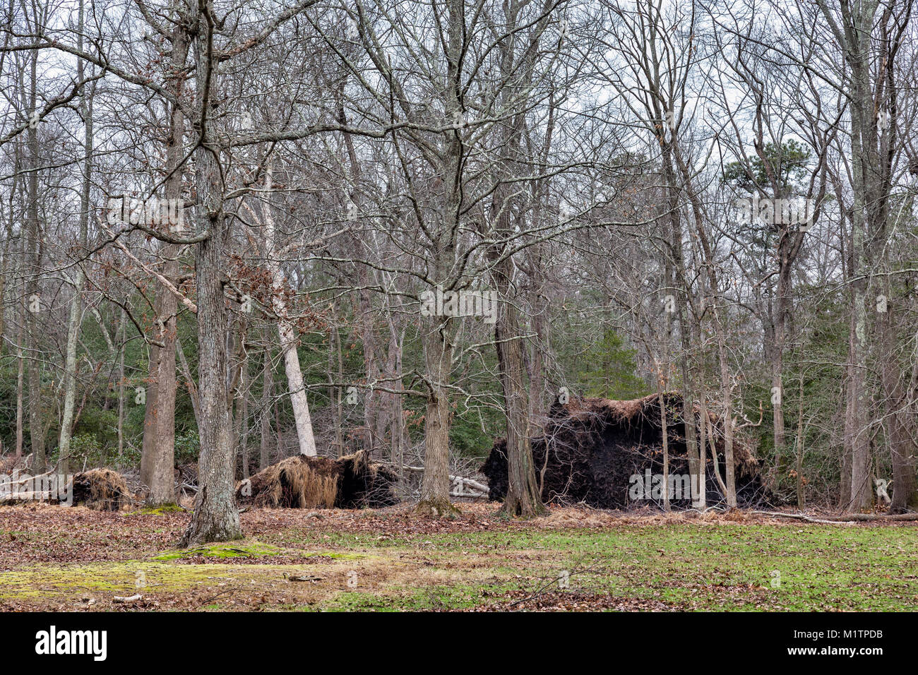 Due grandi alberi sradicati che cadde durante l uragano sabbioso nel Parco di Allaire Howell New Jersey Foto Stock