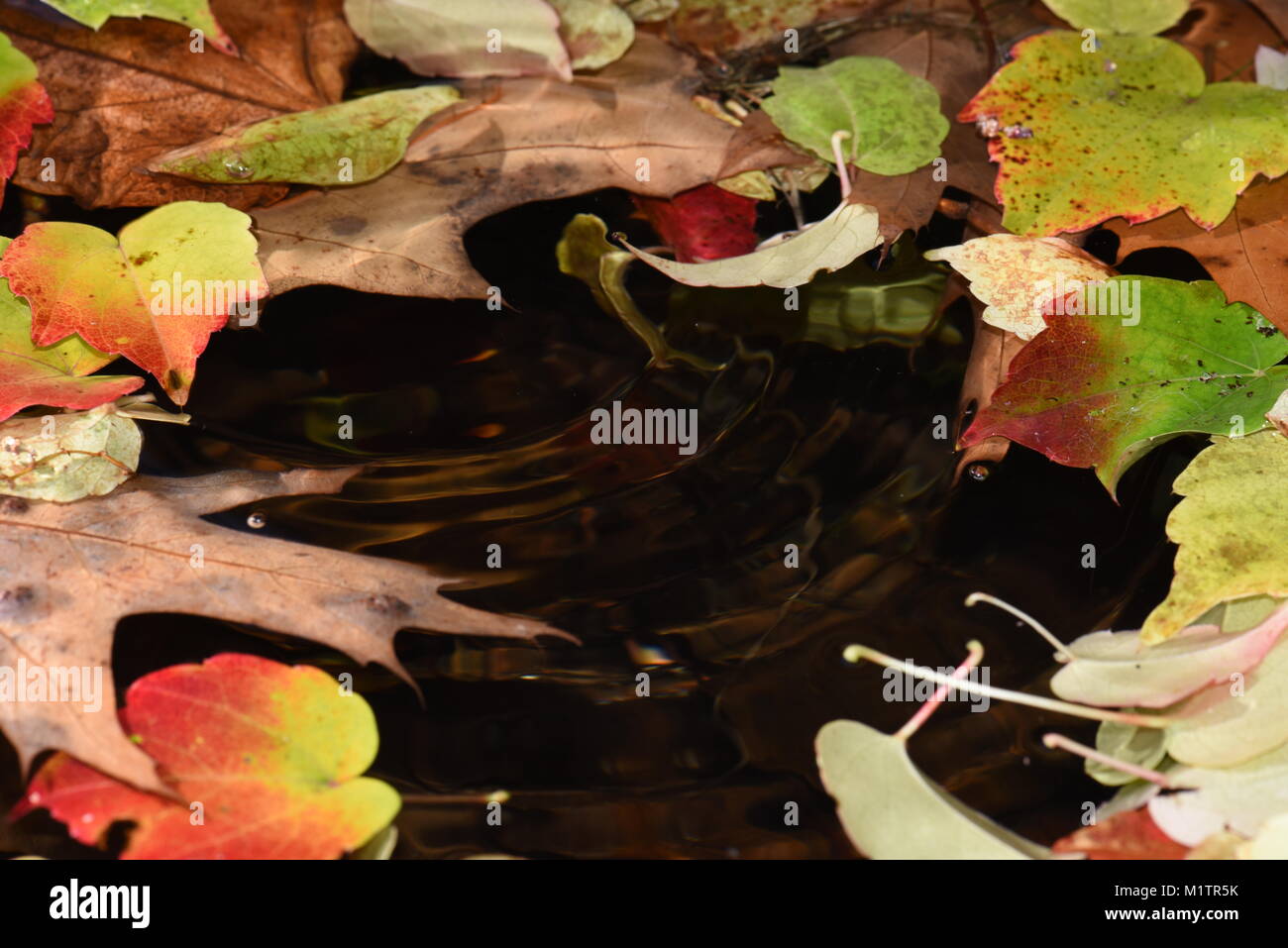 Foglie di autunno nuotare in acqua Foto Stock
