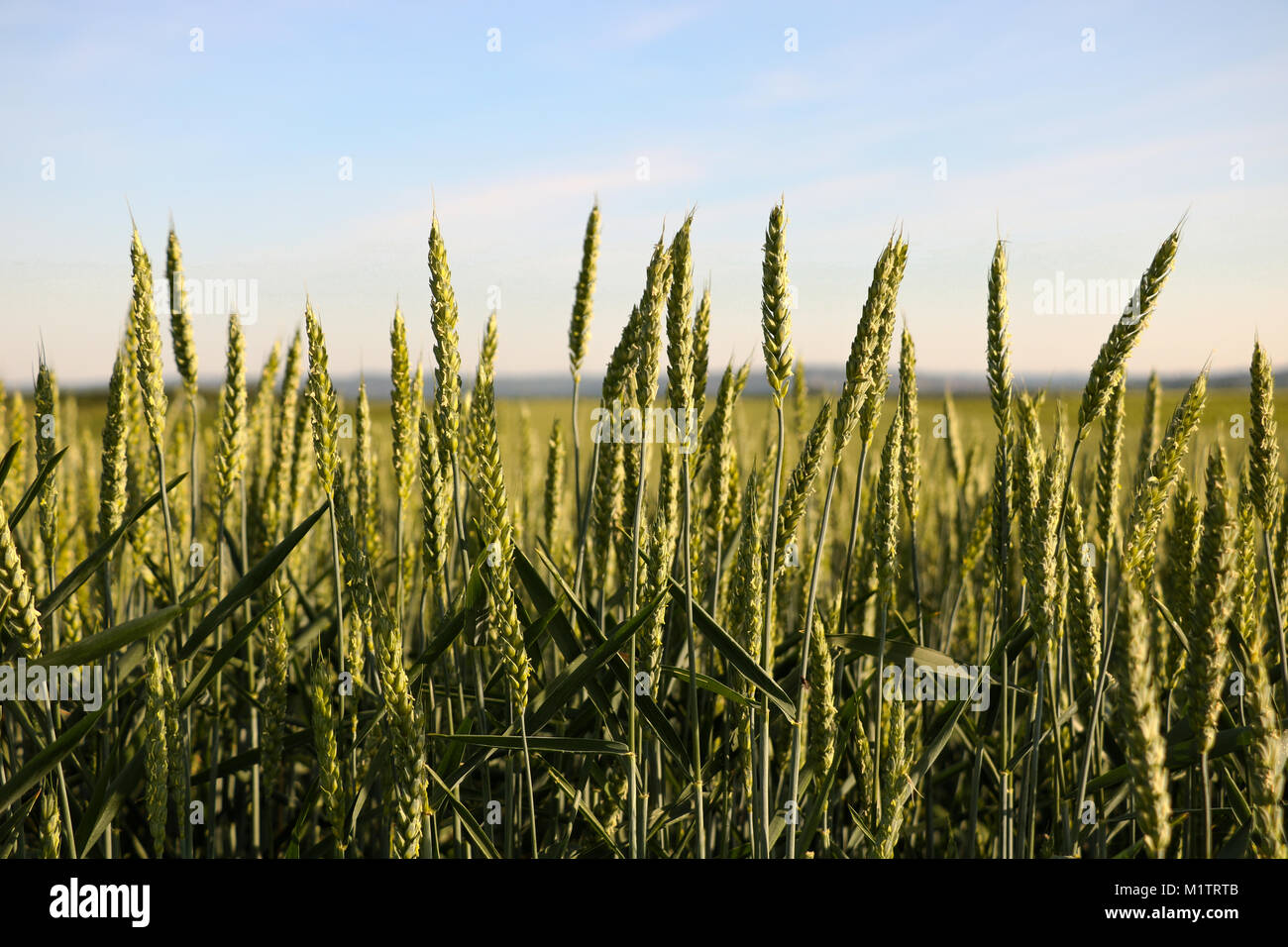 Campo di grano. Foto Stock