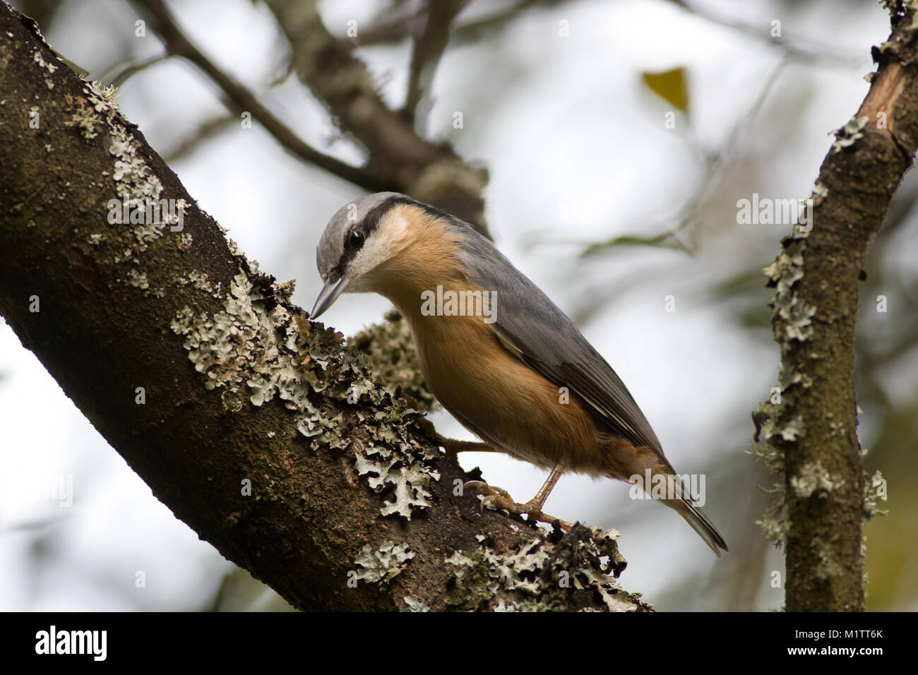 Adulto, picchio muratore Sitta europaea, Cheshire, Regno Unito Foto Stock