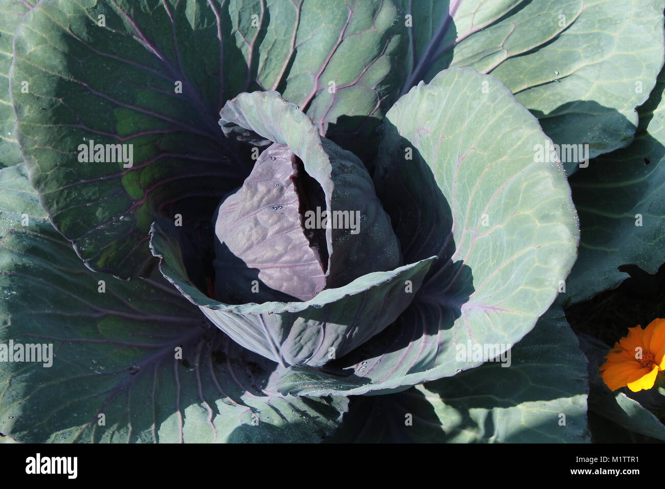 La vegetazione in base foto dal giardino, durante il tempo di caduta in mattinata. Da vicino e foto personali di vita vegetale ad osservare i piccoli dettagli. Foto Stock