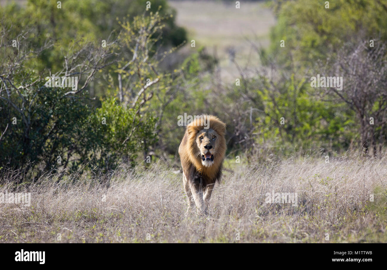 Vista panoramica di un maschio di leone (Panthera leo) con un grande nero mane a piedi nella bushveld Foto Stock