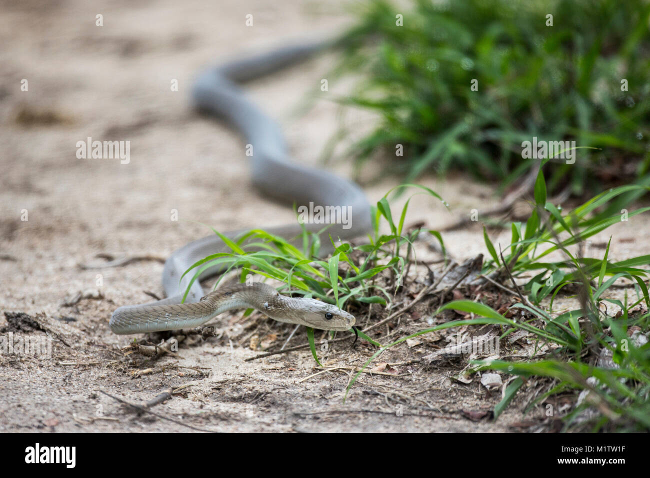 Black mamba snake Foto Stock