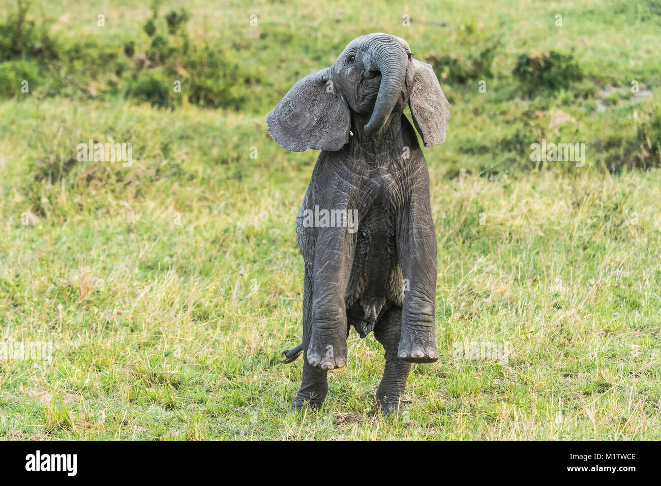 Un elefante alleva vitelli fino sulle sue zampe posteriori in una postura di minaccia. Il Masai Mara riserva nazionale del Kenya. Foto Stock