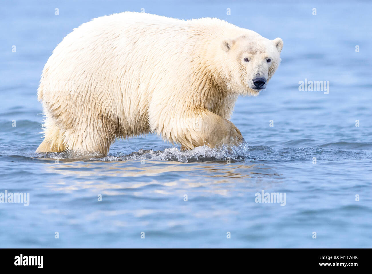 Orso polare (Ursus maritimus) nelle acque del Beaufort Sea. Uno dei nomi  comuni per l'orso polare è di mare recare una traduzione diretta del suo sc  Foto stock - Alamy