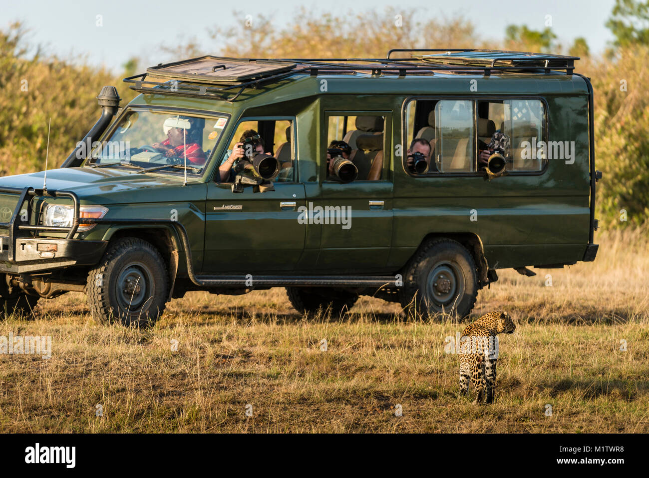 Un leopard passa vicino ad un safari 4x4 veicolo carico con fotografi della fauna selvatica in Kenya il Masai Mara. In luoghi dove non vedere veicoli frequentemente Foto Stock