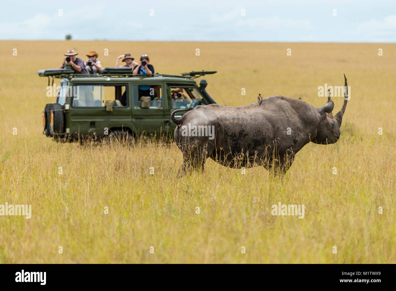 East African sub-specie di rinoceronte nero (Diceros simum michaeli) con cautela si avvicina a un safari game drive veicolo nel Maasai Mara National rese Foto Stock