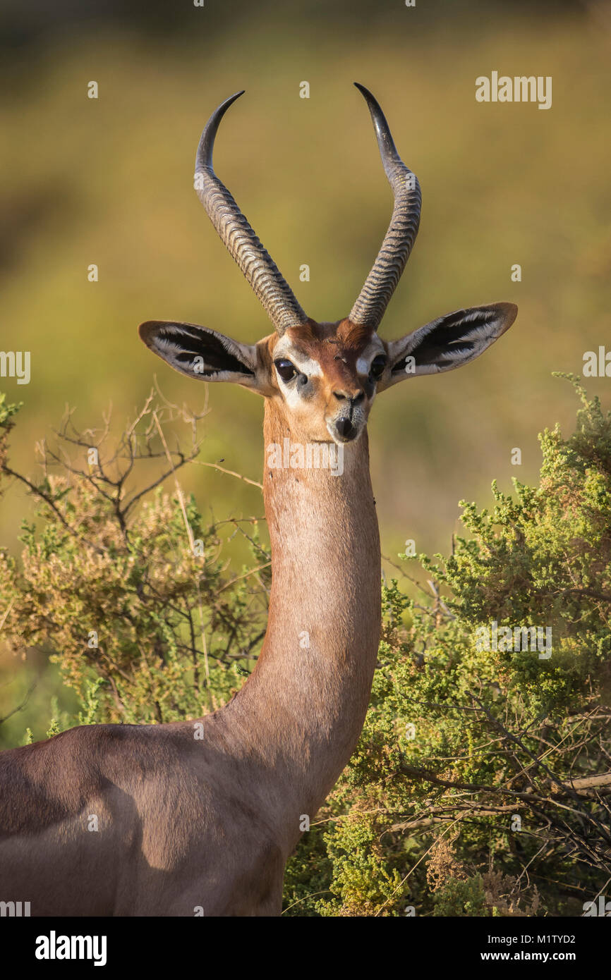 Un maschio gerenuk (o Waller's antilope) si prende una pausa dalla navigazione a guardare dritto verso la fotocamera. Foto Stock