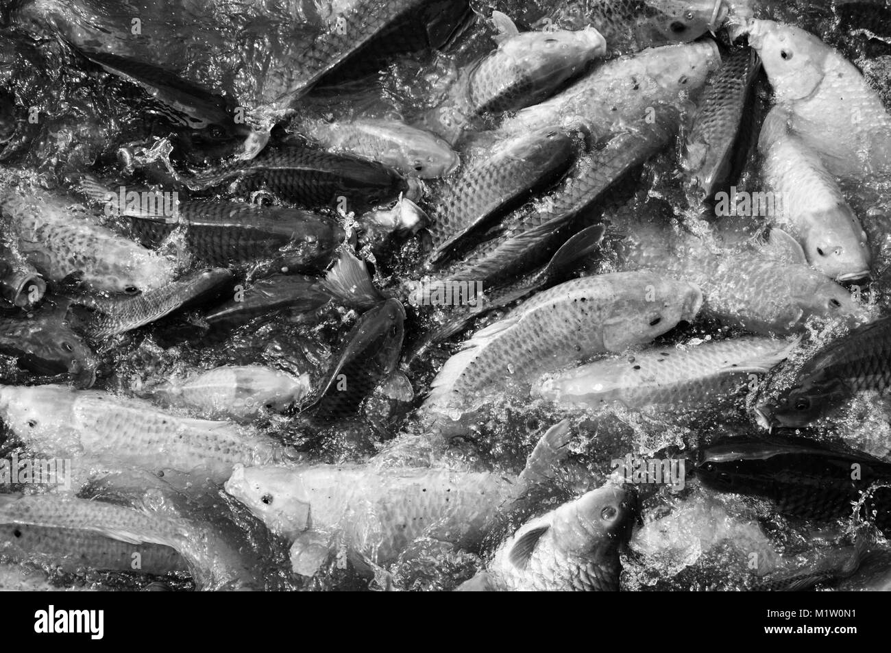 Carpa di alimentazione dei pesci nel Delta del Mekong Foto Stock