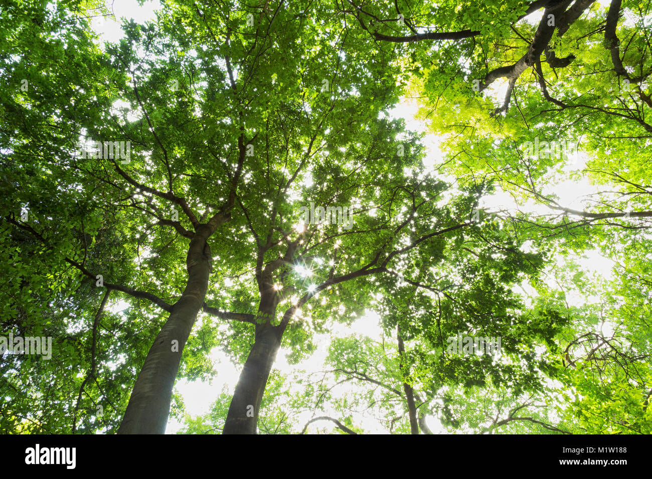 A basso angolo di visione di un albero canopy e succursali di overhead in una foresta Foto Stock