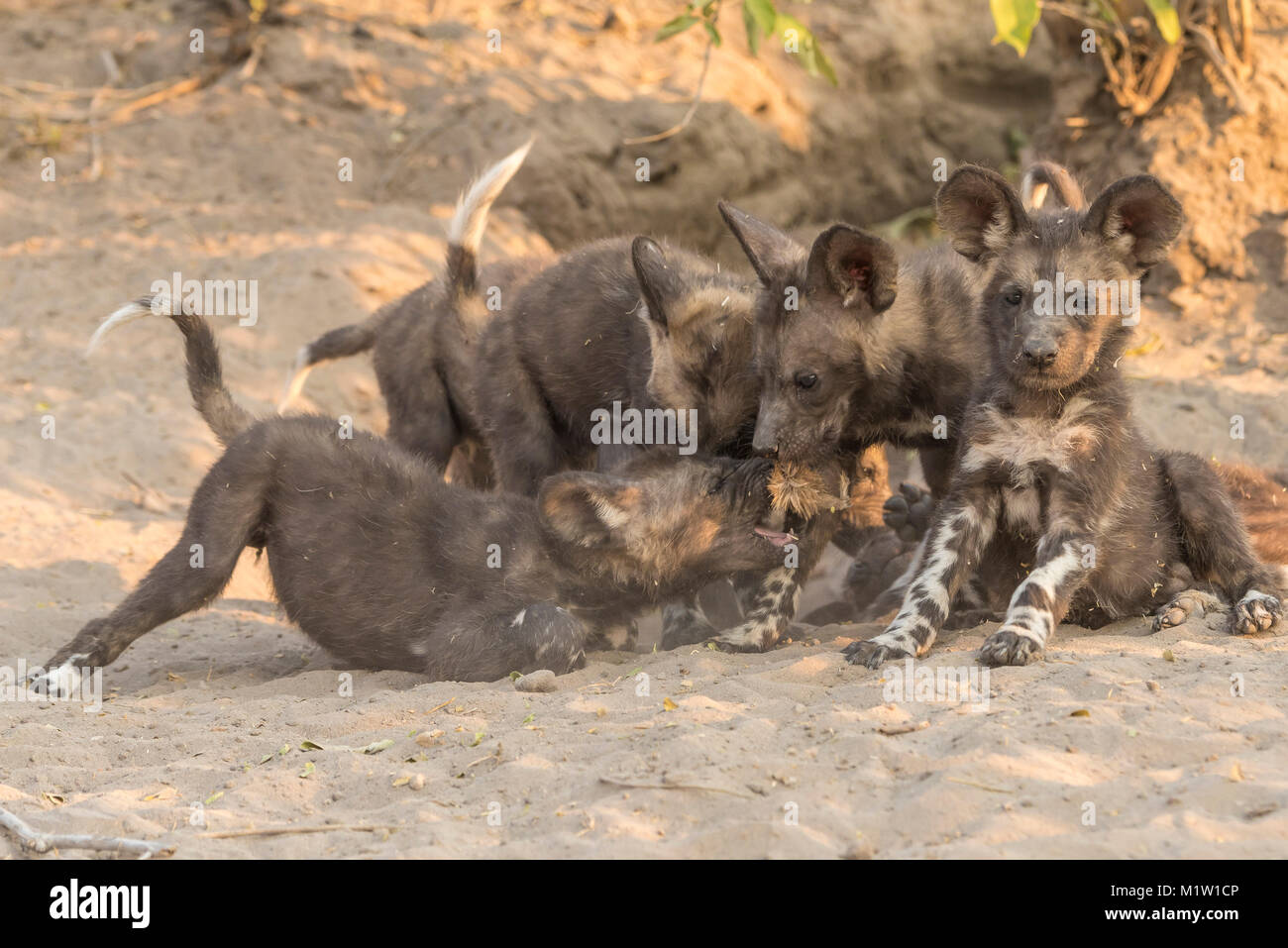 Cane selvatico cuccioli tussle su un pezzo di pelle di antilope portato indietro al den per loro da cani adulti di ritorno dalla caccia. Foto Stock