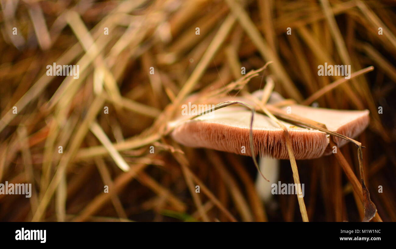 Coltivazione di funghi Foto Stock