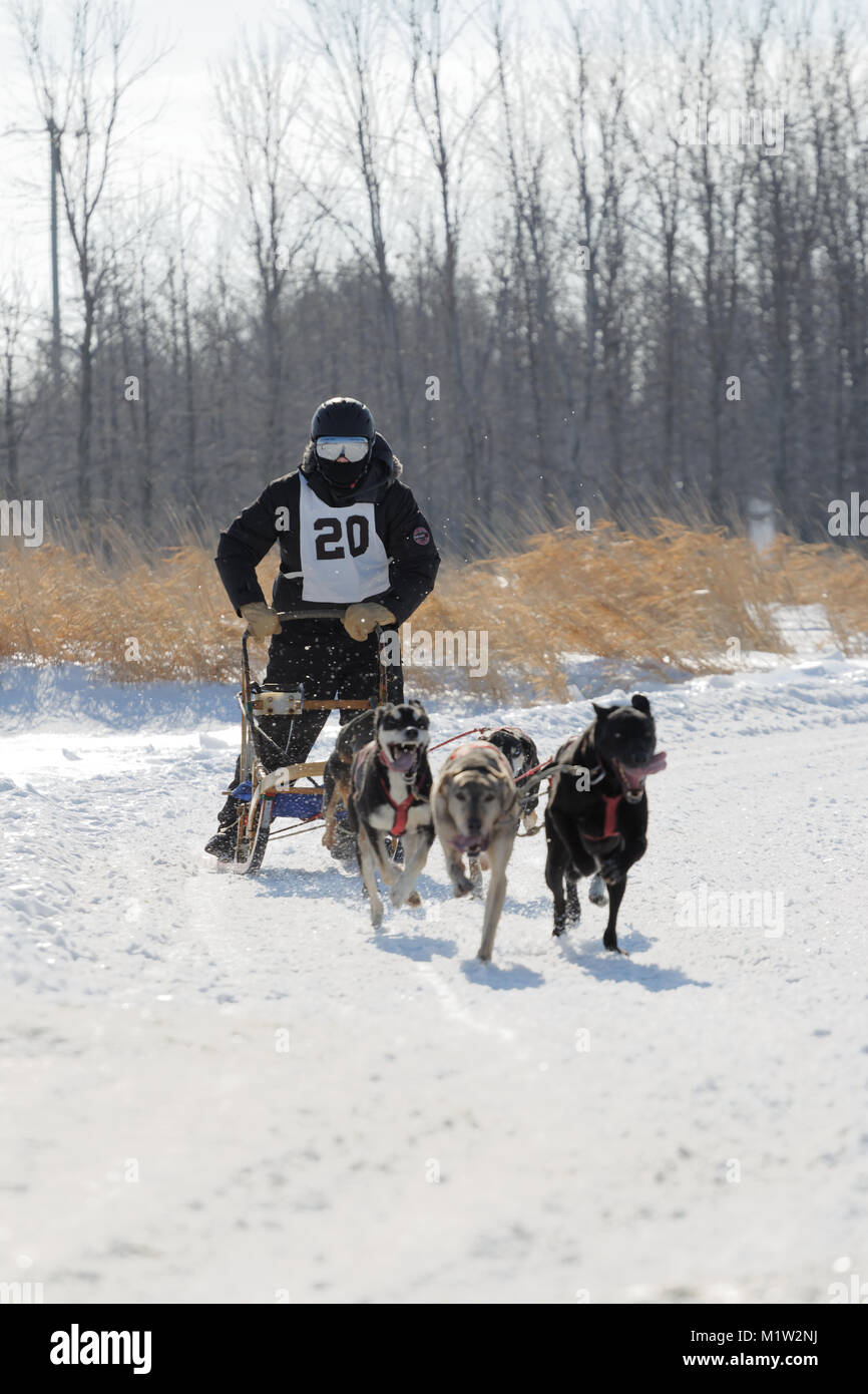 L'Epiphanie, Canada 1/28/2018 . Un musher e il suo team di cani in gara internazionale di corsa di cani da slitta di Lanaudiere, Foto Stock
