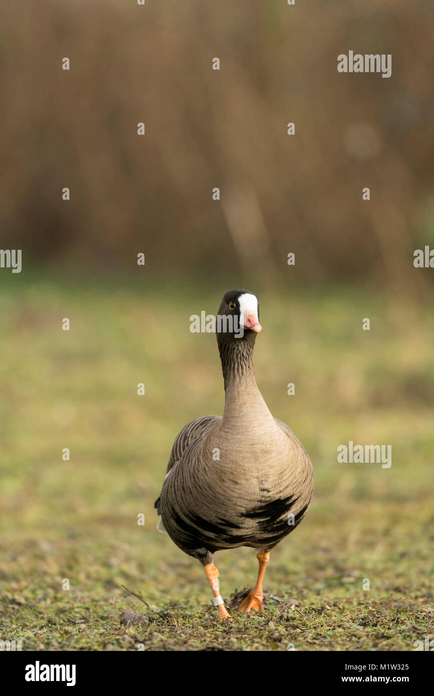 Maggiore con la facciata bianca d'oca, Anser albifrons, alimentando su vecchi pascoli, tardo inverno in Somerset. Foto Stock