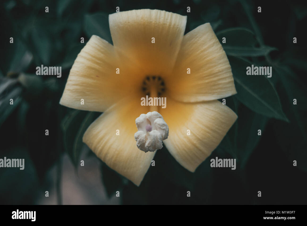 Detalle de Flor de chorisia amarilla Foto Stock