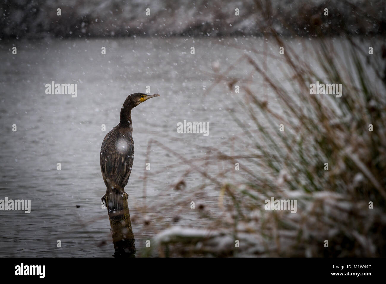 Cormorano sotto la neve Foto Stock
